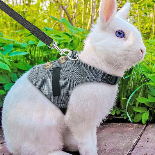 Harnais pour Lapin avec Laisse - Animaé