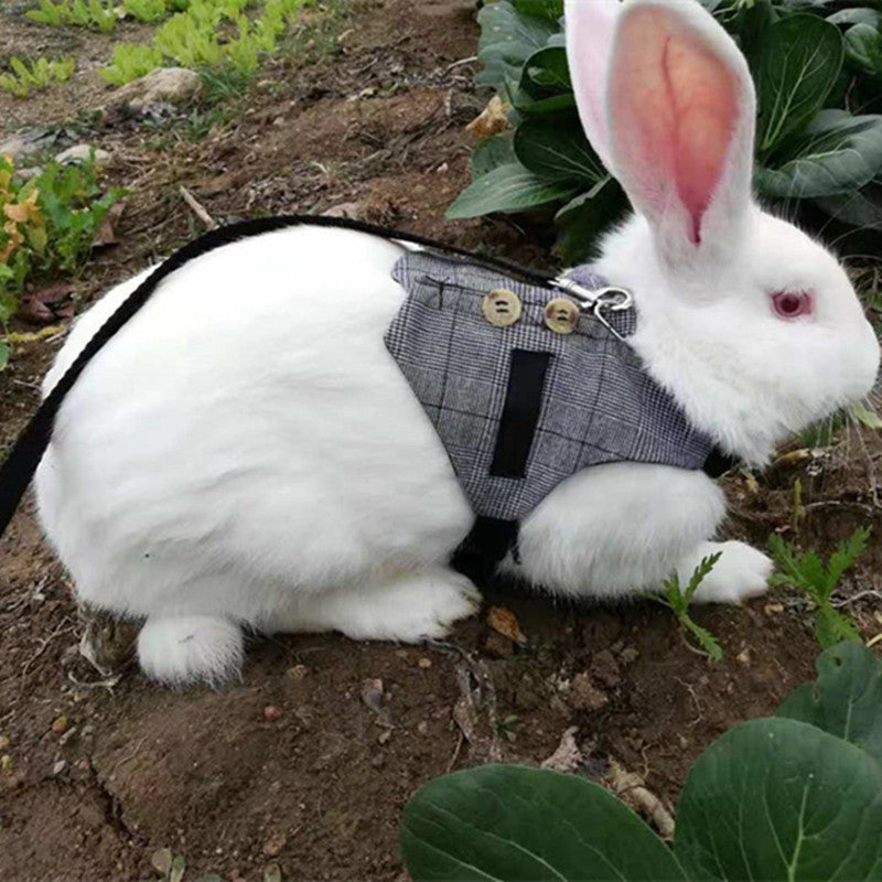 Harnais pour Lapin avec Laisse - Animaé