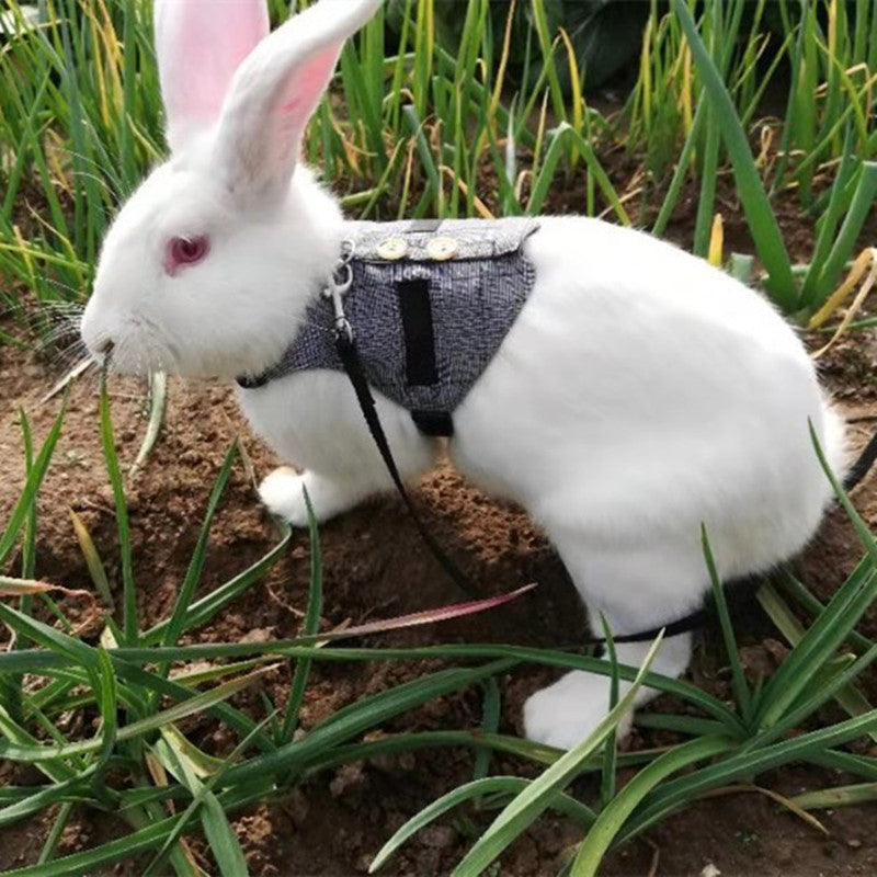 Harnais pour Lapin avec Laisse - Animaé